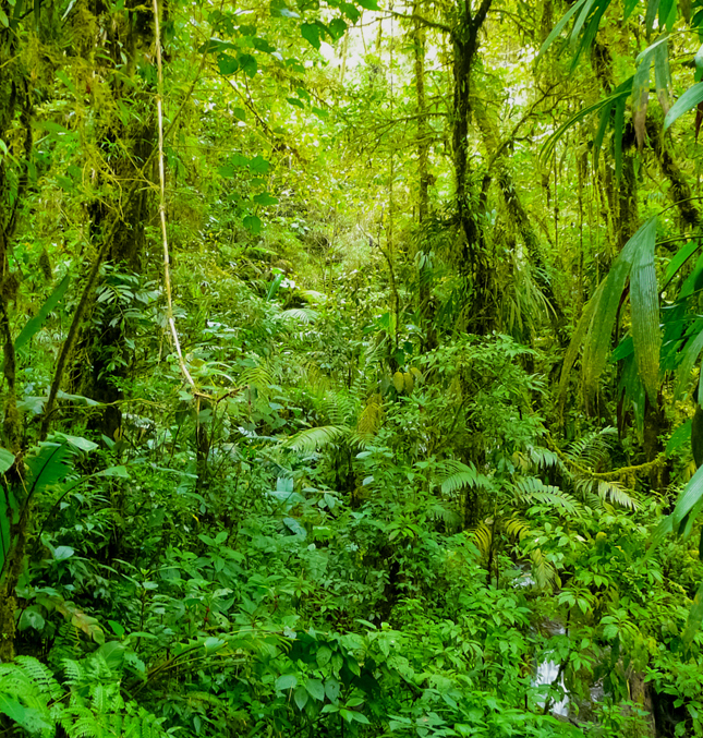 Bright green wilderness dominates the space - so thick that there is no room to stand or walk.